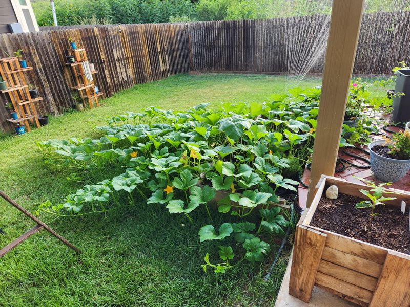 Pumpkins Can Crowd Cucumbers Fast