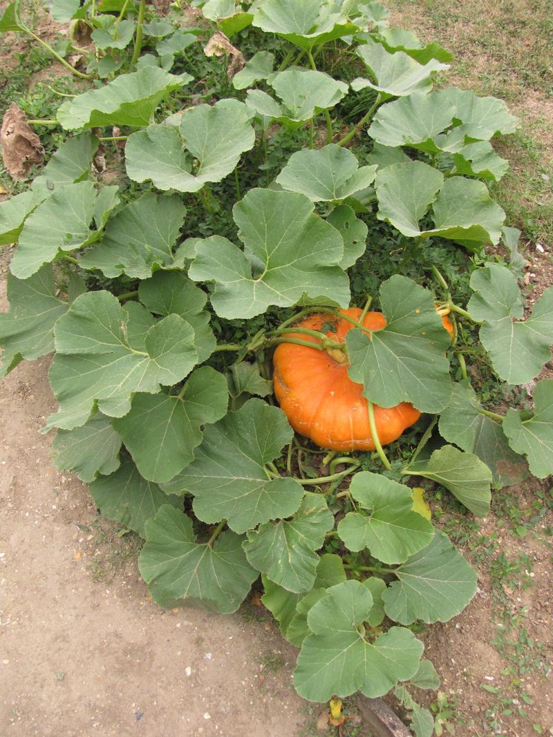 Pumpkins (Cucurbita maxima, Cucurbita moschata)