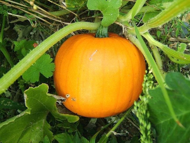 Pumpkins (Cucurbita maxima)