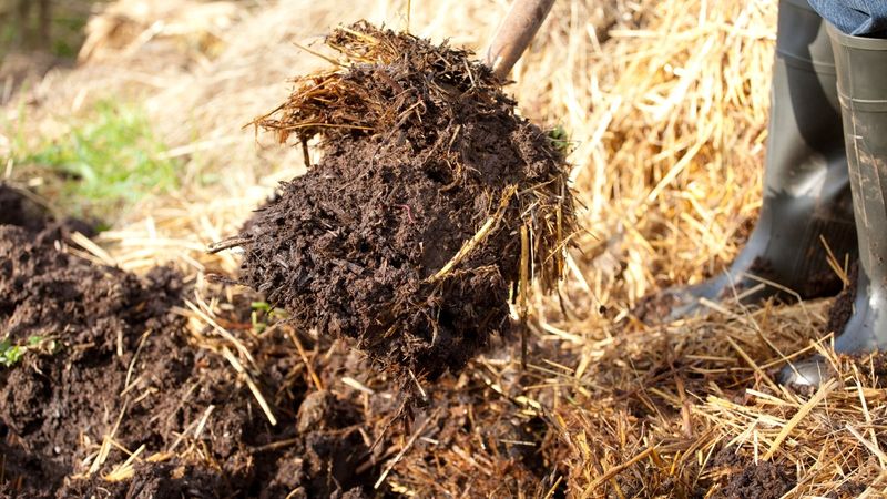 Fresh Uncomposted Manure