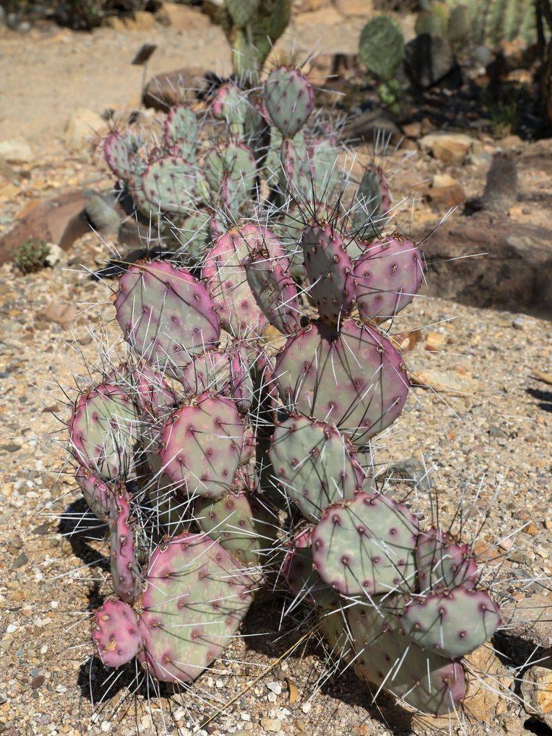 Purple Cactus Pads Are Often Normal Before Summer Heat Peaks