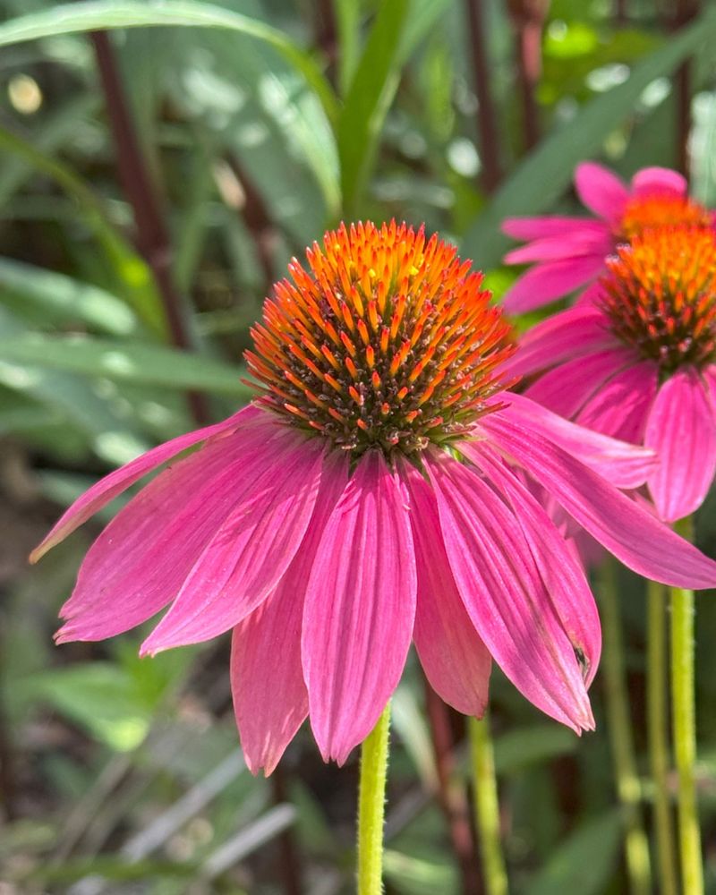 Purple Coneflower