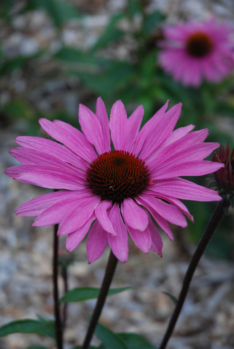 Purple Coneflower Purple Coneflower