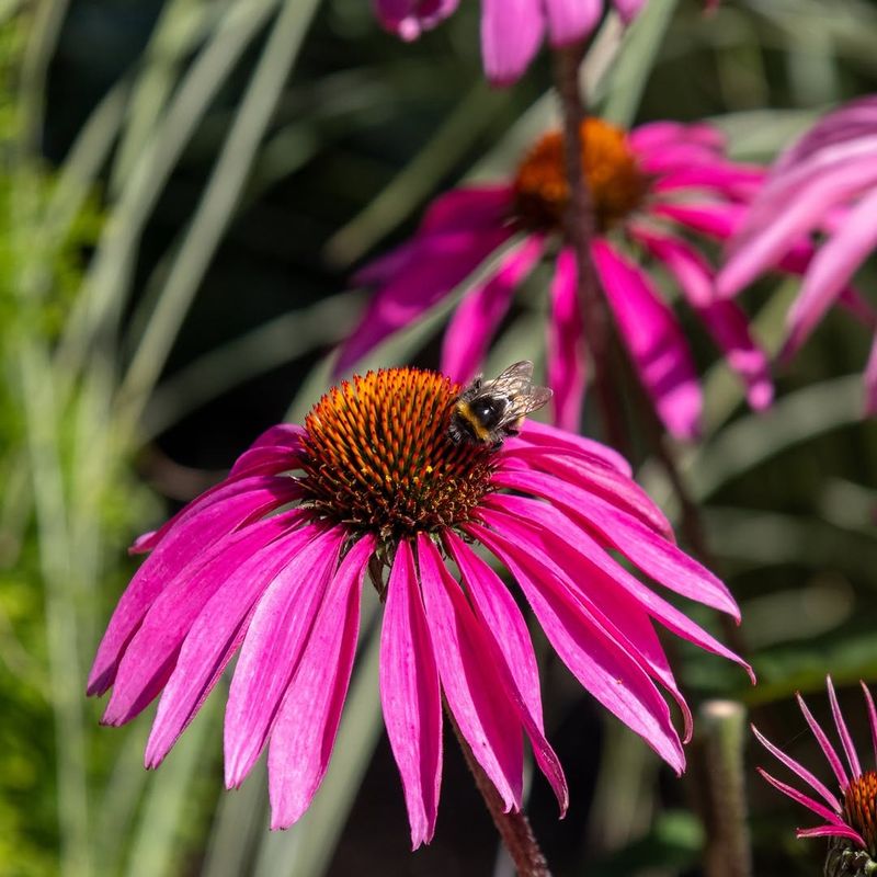 Purple Coneflower