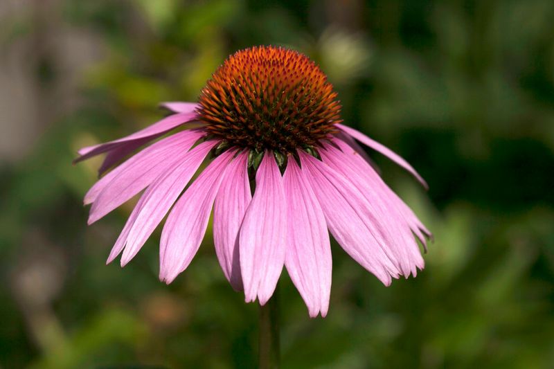 Purple Coneflower