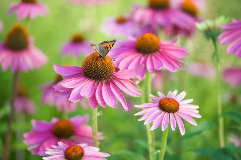 Purple Coneflower Purple Coneflower