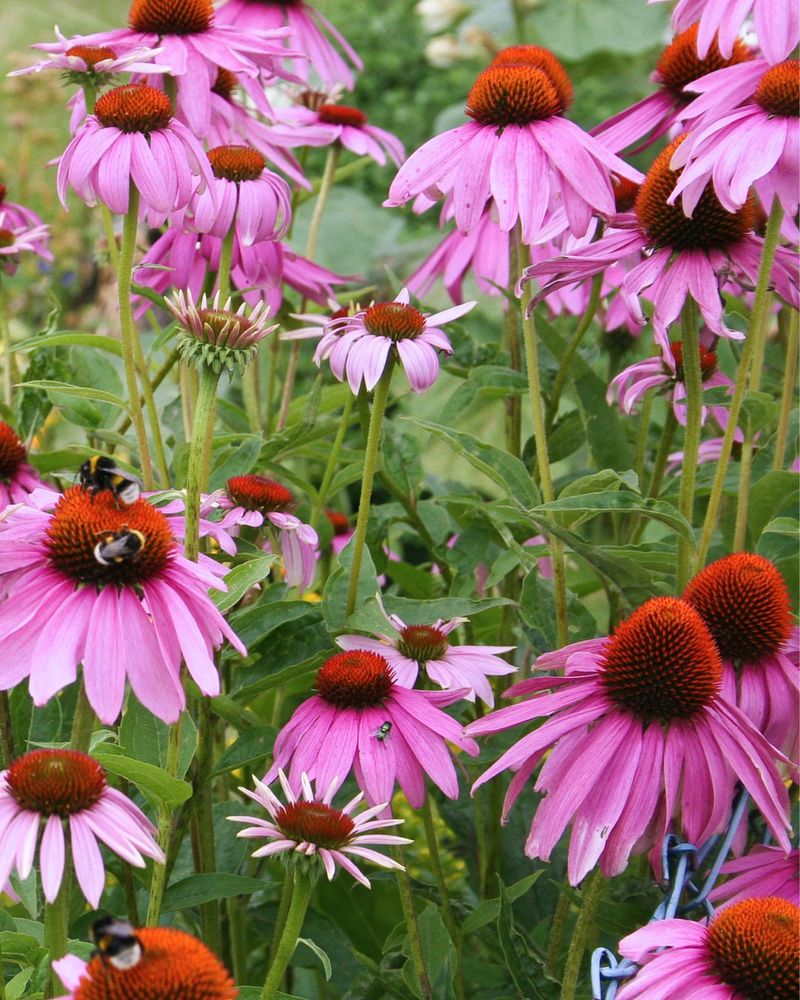 Purple Coneflower