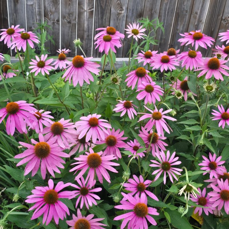Purple Coneflower 