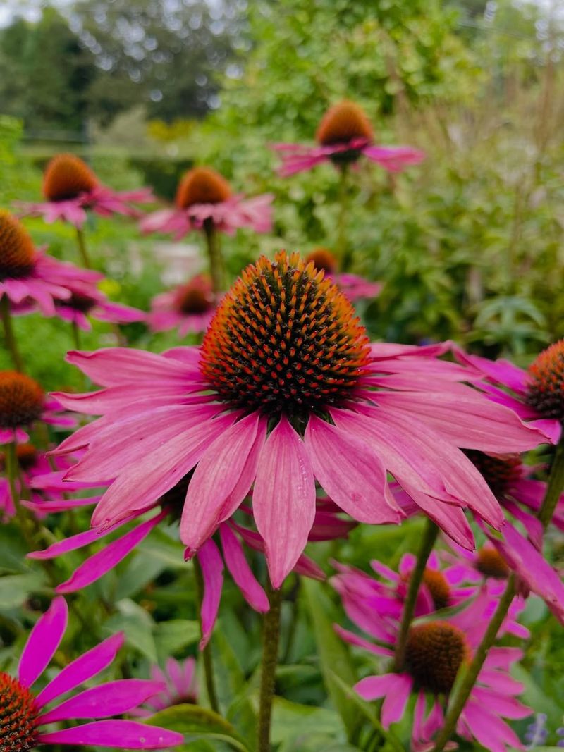 Purple Coneflower Purple Coneflower