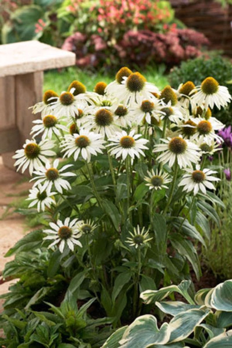 White Swan Coneflowers Are Turning Heads From Long Island To Westchester