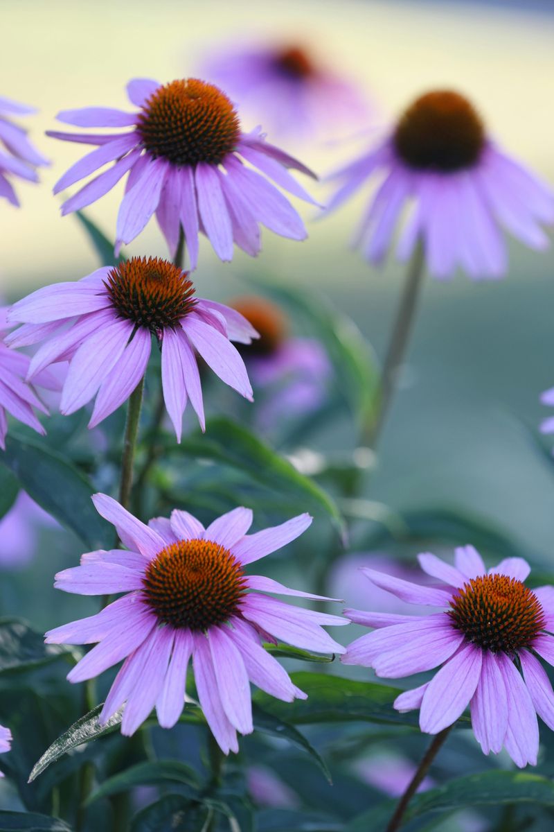 Purple Coneflower