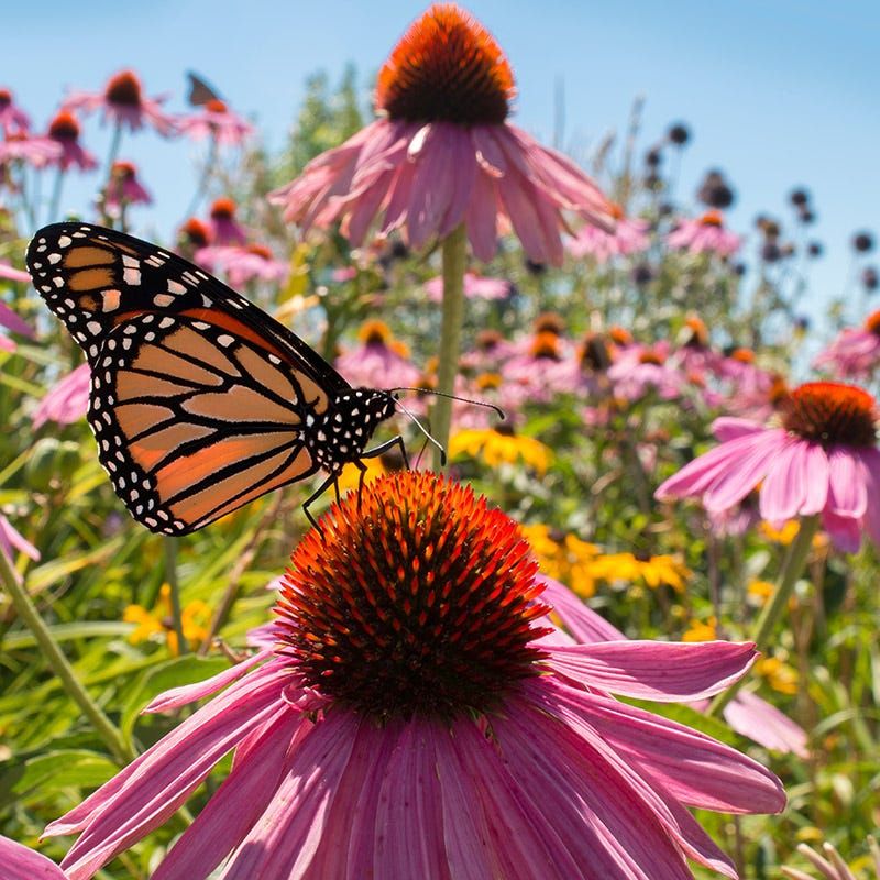 Purple Coneflower Adds Easy Summer Nectar