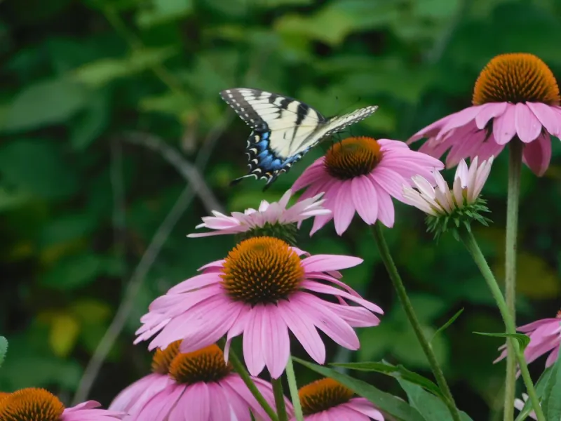 Purple Coneflower Adds Easy Summer Nectar