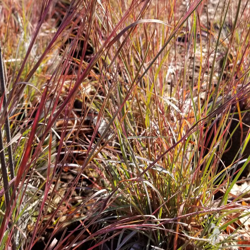 Little Bluestem Brings Texture And Warm Fall Color