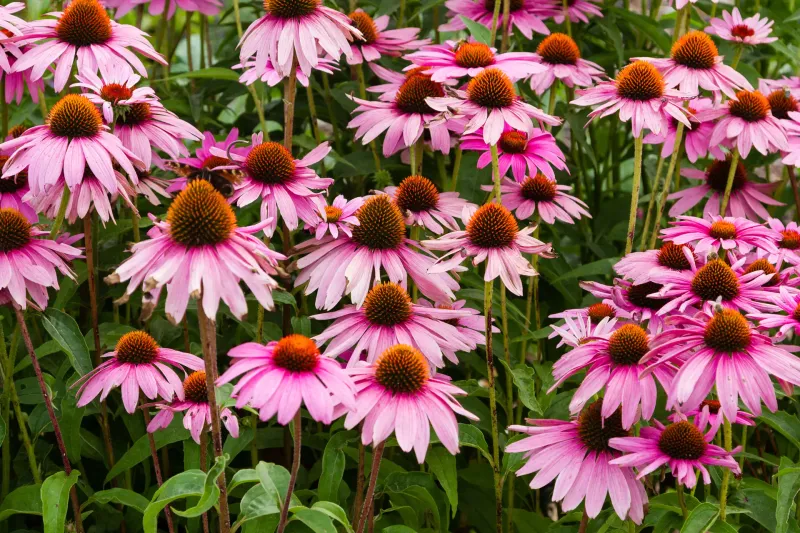 Purple Coneflower Adds Strong Summer Interest