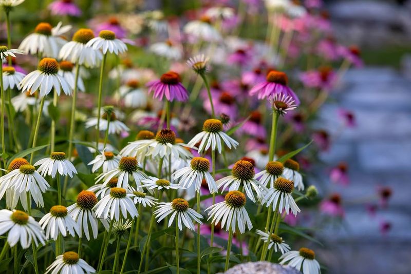 Purple Coneflower Brings Blooms To Dry Edges