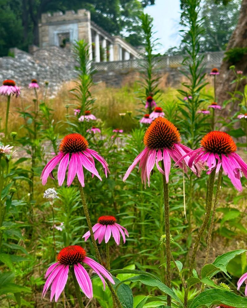 Purple Coneflower Develops Strong Roots In Hard Soil