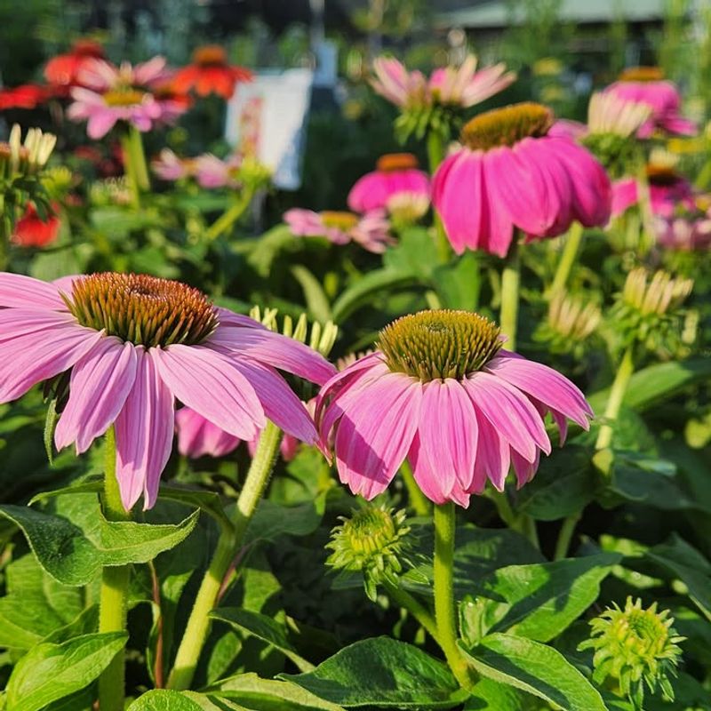 Purple Coneflower (Echinacea Purpurea)