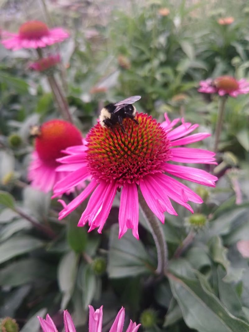 Purple Coneflower (Echinacea Purpurea)