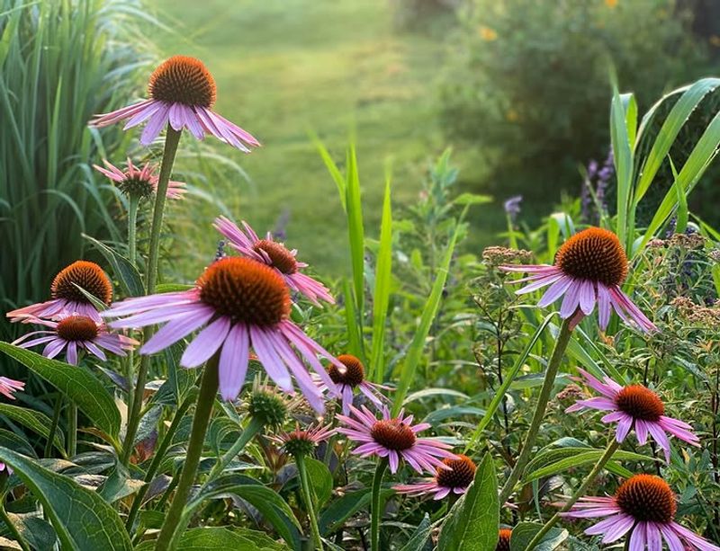 Purple Coneflower (Echinacea purpurea)