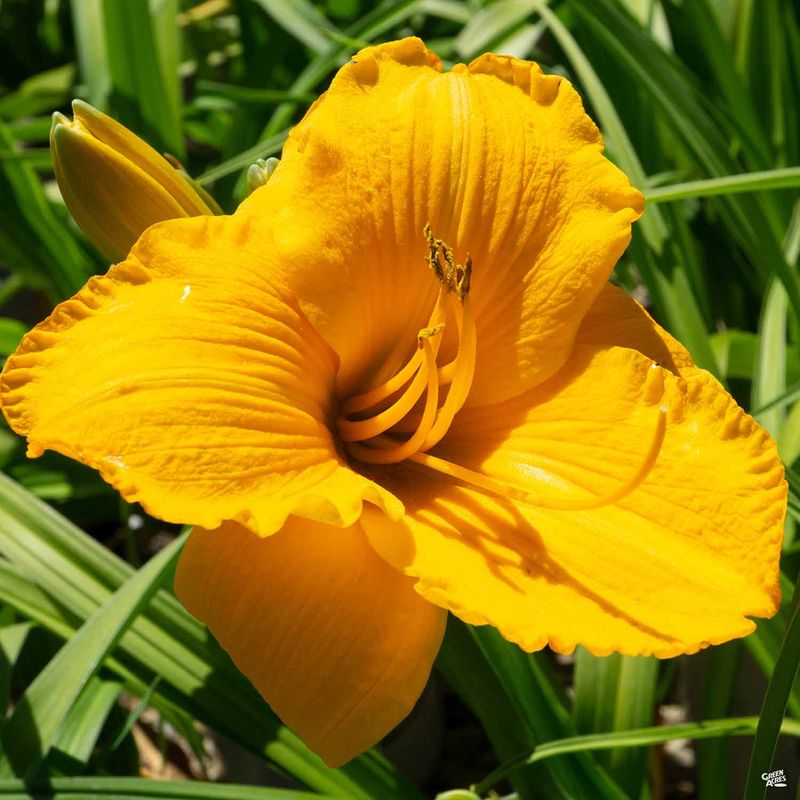 Daylily (Hemerocallis)