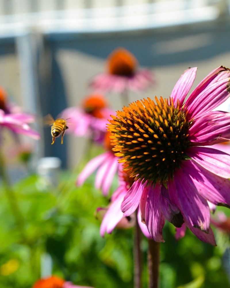 Purple Coneflower Fills Gardens With Pollinator Movement Purple Coneflower Fills Gardens With Pollinator Movement
