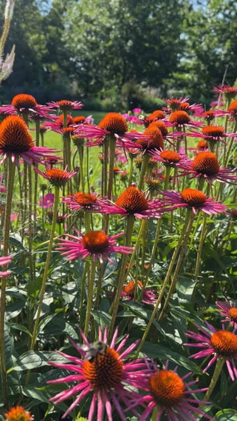Purple Coneflower Handles Michigan Weather With Very Little Care