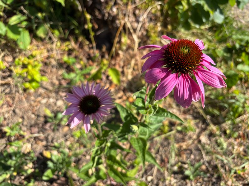 Purple Coneflower Keeps Pollinators Busy Through Summer