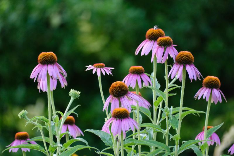 Purple Coneflower Keeps The Color Going Into Late Summer
