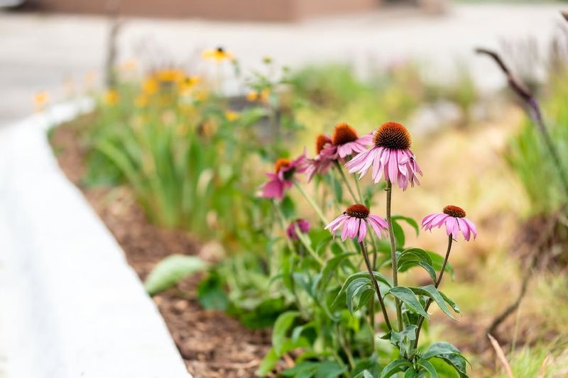 Purple Coneflower Thrives In Dry Soil Near Pavement