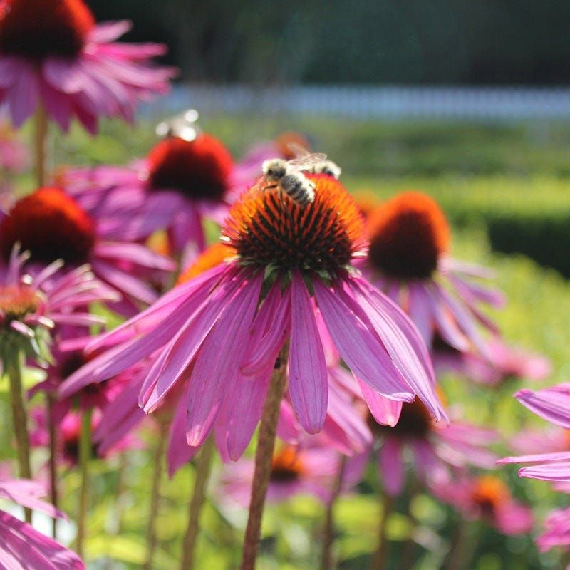 Purple Coneflower With Bold Rosy Blooms