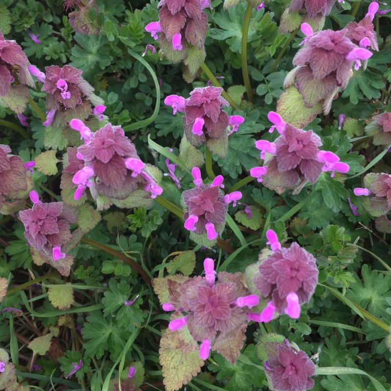 Purple Deadnettle (Lamium purpureum)