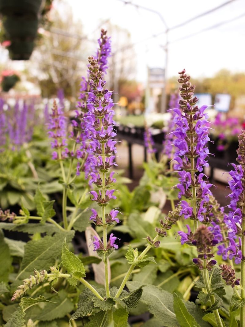 Purple Flower Spikes Bring Color During Hot Weather