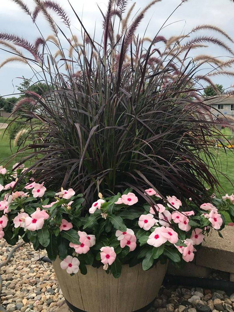 Purple Fountain Grass Stays Attractive Even During Dry Spells