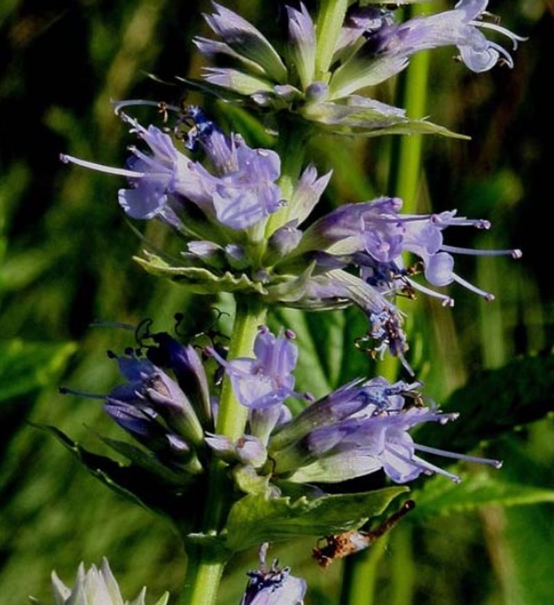 Purple Giant Hyssop Sends Up Pollinator Spikes Into Fall