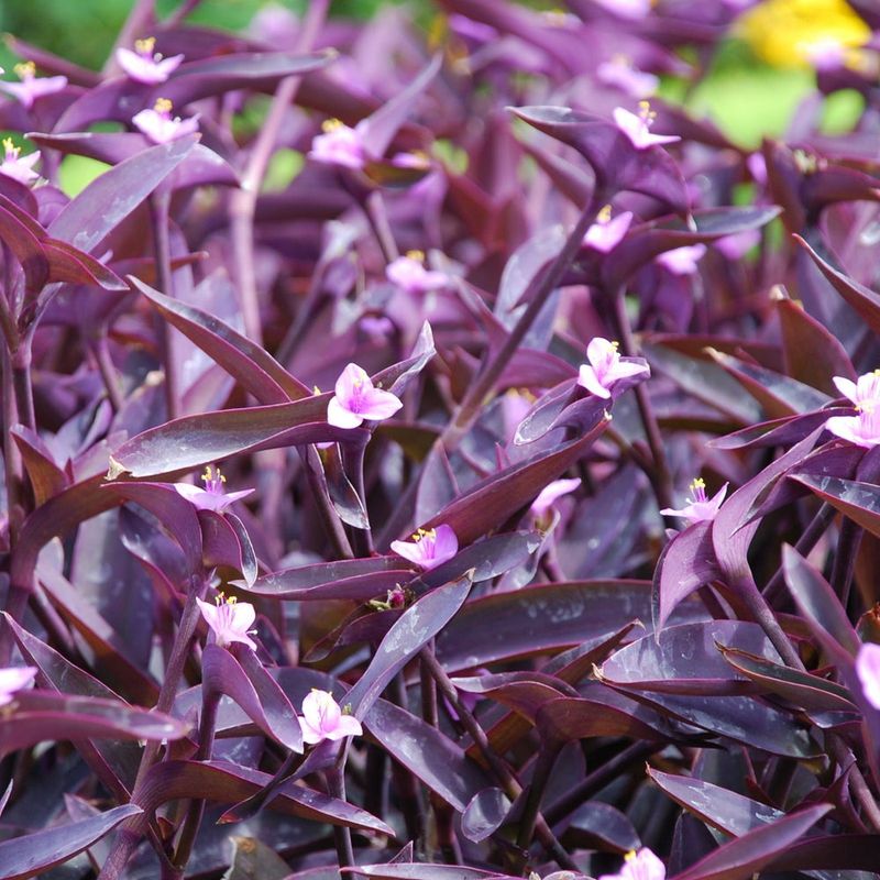Purple Heart Purple Heart