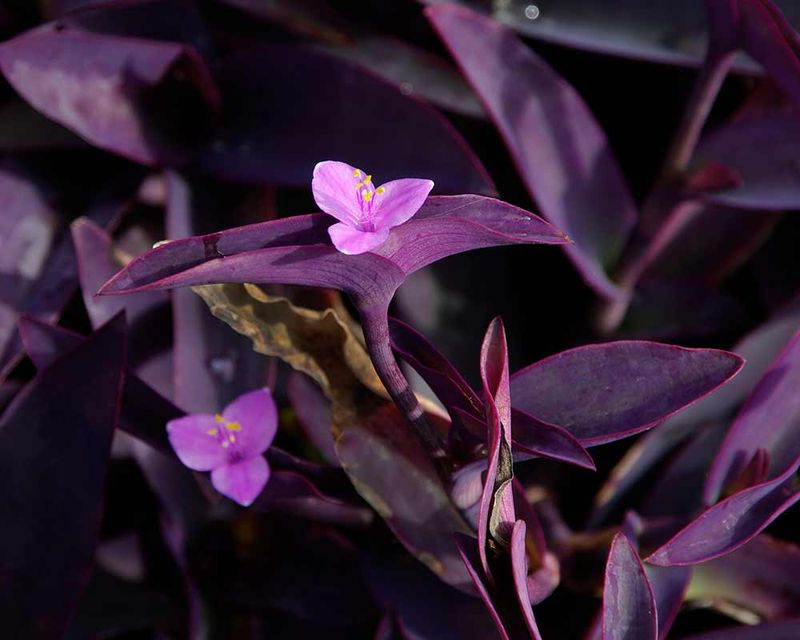 Purple Heart