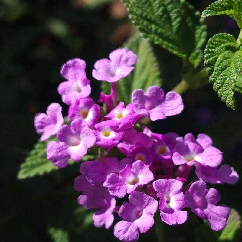 Purple Lantana Keeps Blooming Through Hot Weather