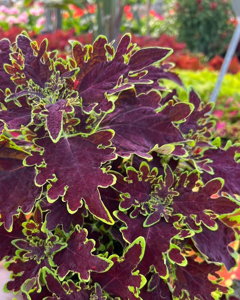 Purple + Lime Edge Coleus