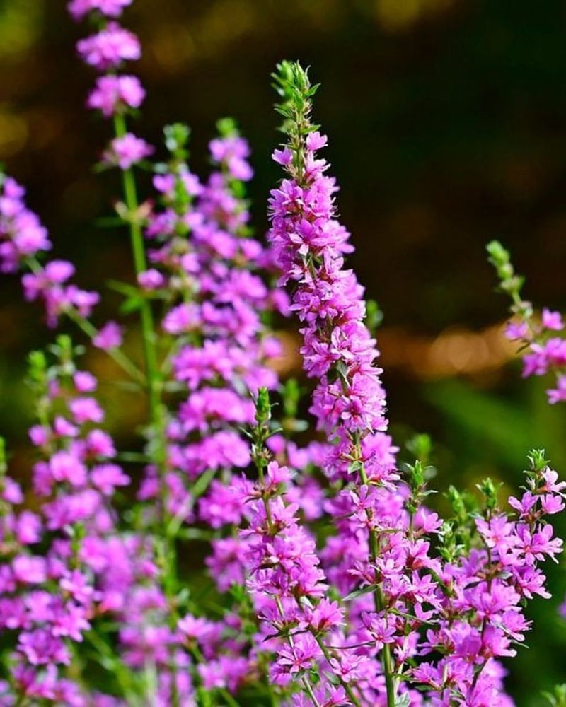 Purple Loosestrife Purple Loosestrife