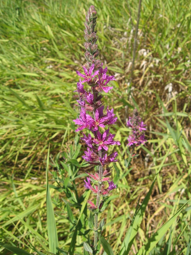 Purple Loosestrife Crowds Out Other Plants Quickly