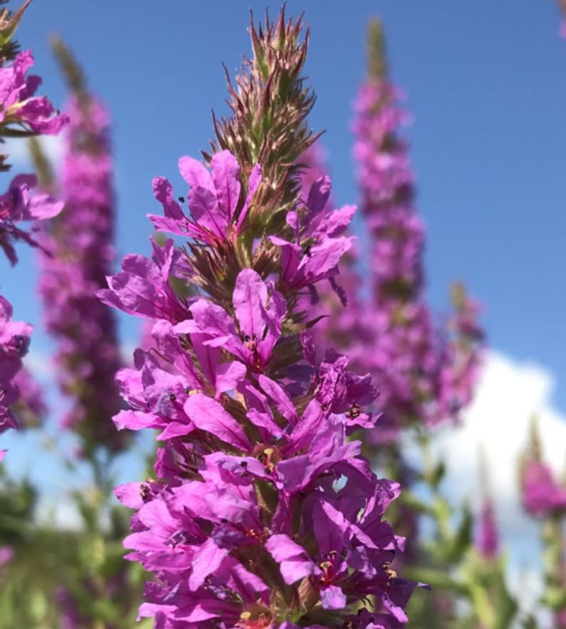 Purple Loosestrife
