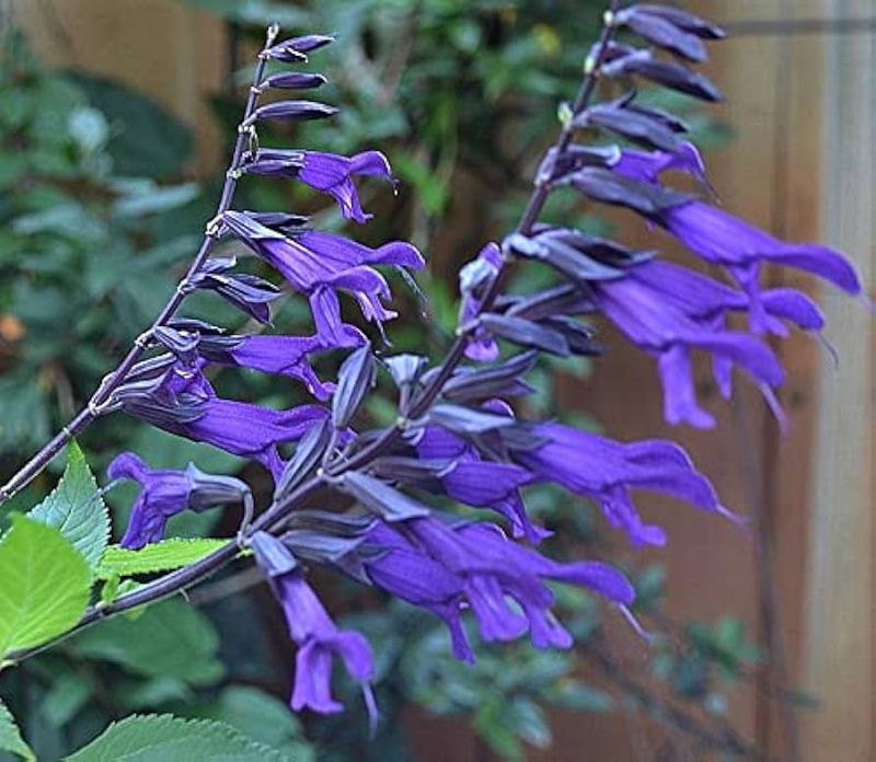 Purple Majesty Salvia Brings Deep Purple Flowers Purple Majesty Salvia Brings Deep Purple Flowers