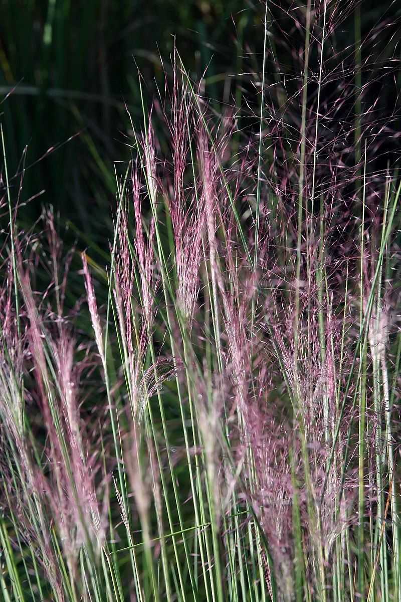 Purple Moor Grass