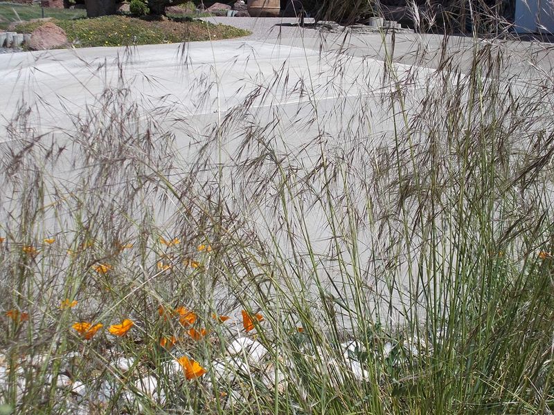 Purple Needlegrass Builds Dense Native Coverage