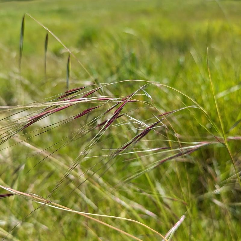 Purple Needlegrass
