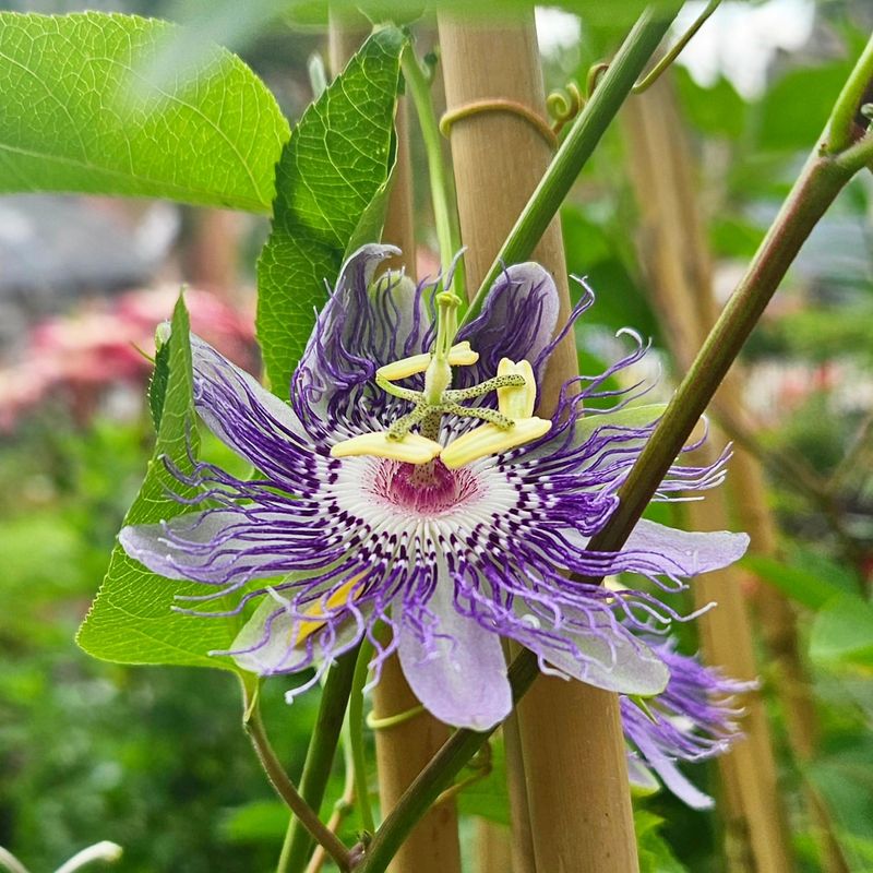 Purple Passionflower Gives North Carolina Gardens Flowers, Cover, And Wildlife Value Purple Passionflower Gives North Carolina Gardens Flowers, Cover, And Wildlife Value