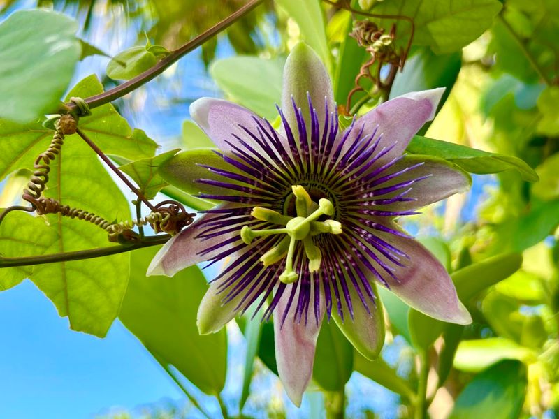Purple Passionflower