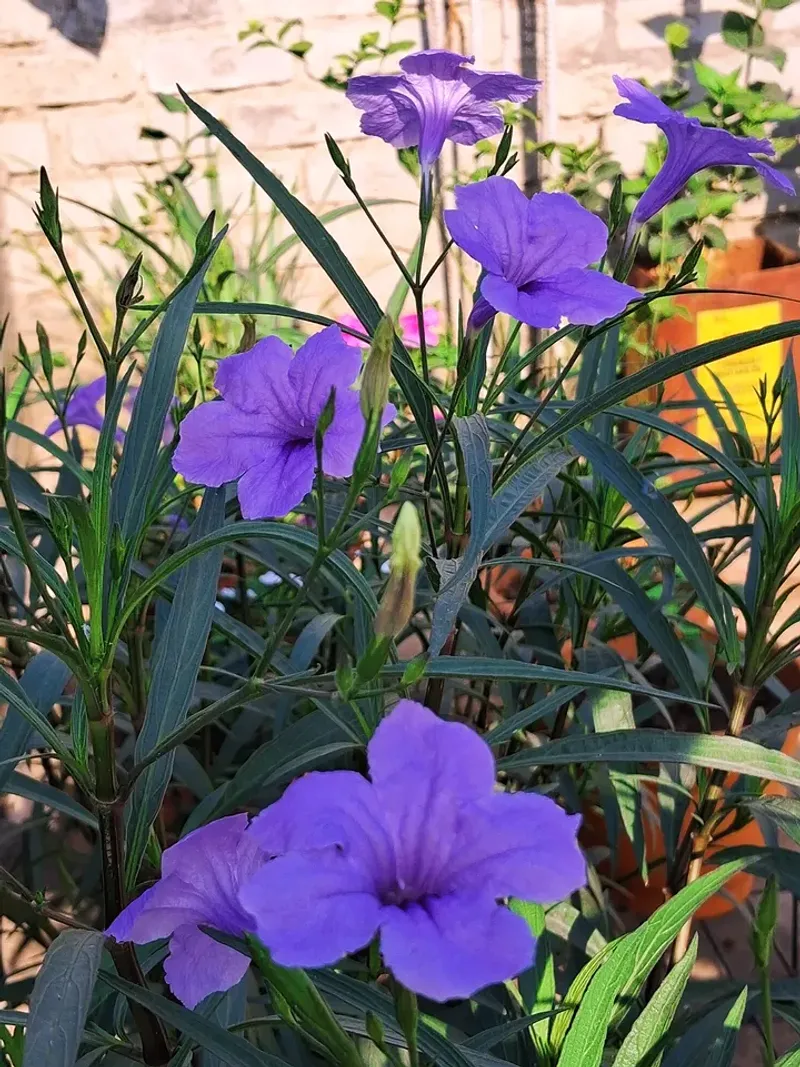 Purple Ruellia Produces Bright Purple Blooms In Heat