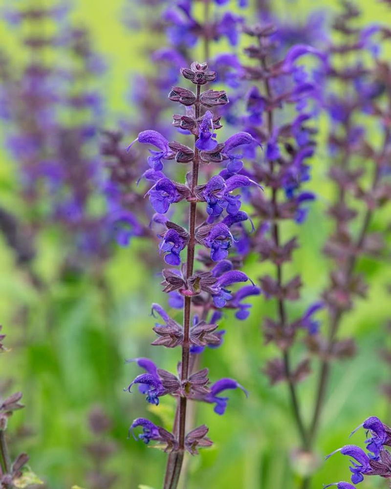 Purple Sage Looks Soft But Handles Harsh Dry Spells Purple Sage Looks Soft But Handles Harsh Dry Spells